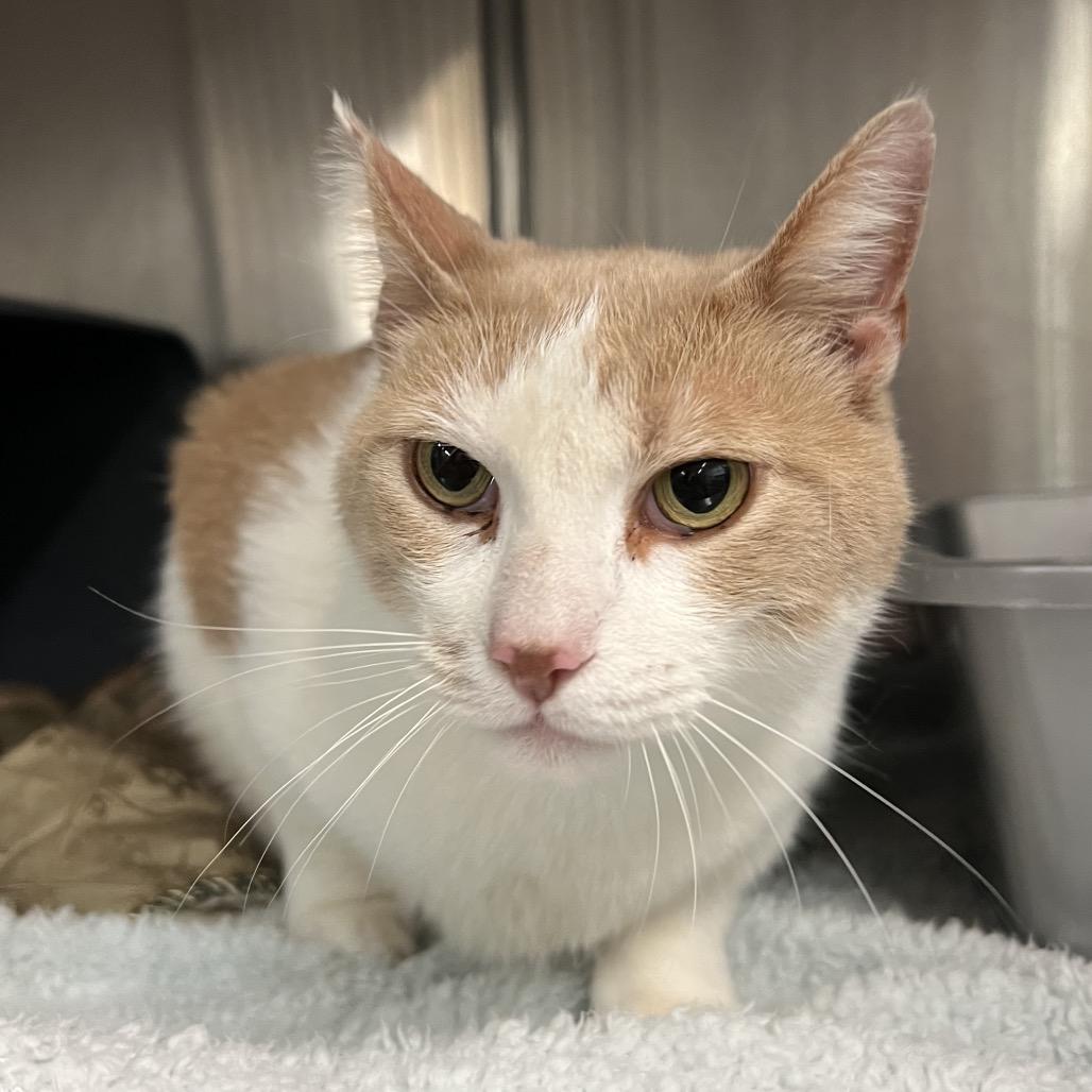 Boberto, a Adoptable Domestic Short Hair in Manhattan, KS image 2/2