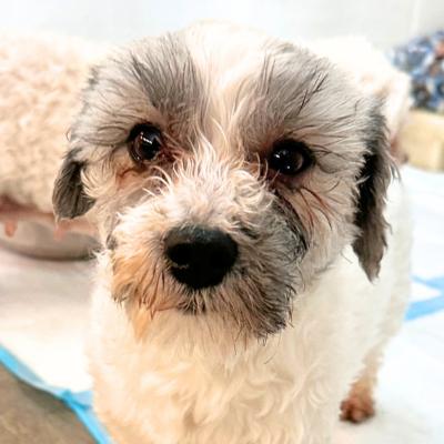 Enlarge Charlie, a ADOPTABLE mixed breed in Russellton, PA image 5/6