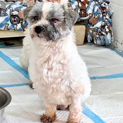 Enlarge Charlie, a ADOPTABLE mixed breed in Russellton, PA image 4/6