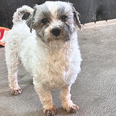 Enlarge Charlie, a ADOPTABLE mixed breed in Russellton, PA image 2/6