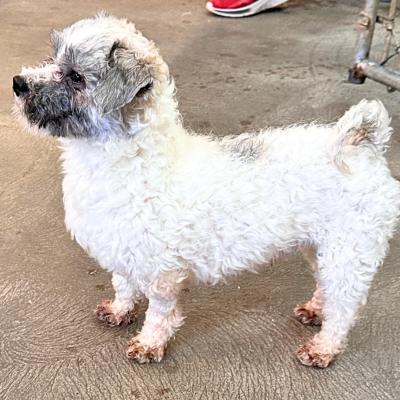 Enlarge Charlie, a ADOPTABLE mixed breed in Russellton, PA image 3/6