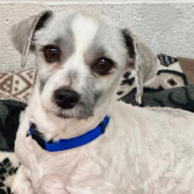 Enlarge Charlie, a ADOPTABLE mixed breed in Russellton, PA image 6/6