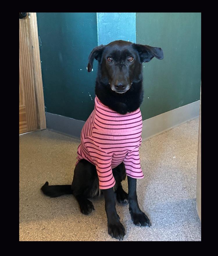 Enlarge Tala and Sunbul - bonded pair, a ADOPTABLE mixed breed in Boulder, CO image 3/6