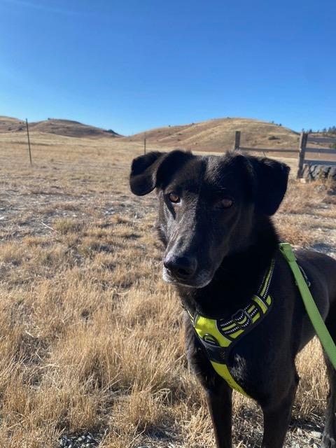 Enlarge Tala and Sunbul - bonded pair, a ADOPTABLE mixed breed in Boulder, CO image 2/6
