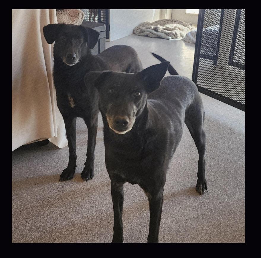 Enlarge Tala and Sunbul - bonded pair, a ADOPTABLE mixed breed in Boulder, CO image 1/6