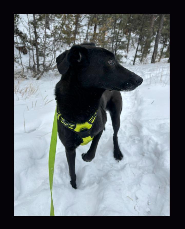 Enlarge Tala and Sunbul - bonded pair, a ADOPTABLE mixed breed in Boulder, CO image 6/6