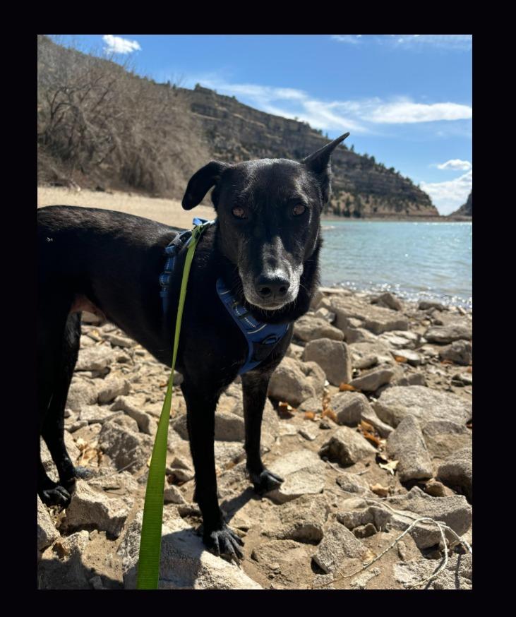 Enlarge Tala and Sunbul - bonded pair, a ADOPTABLE mixed breed in Boulder, CO image 5/6