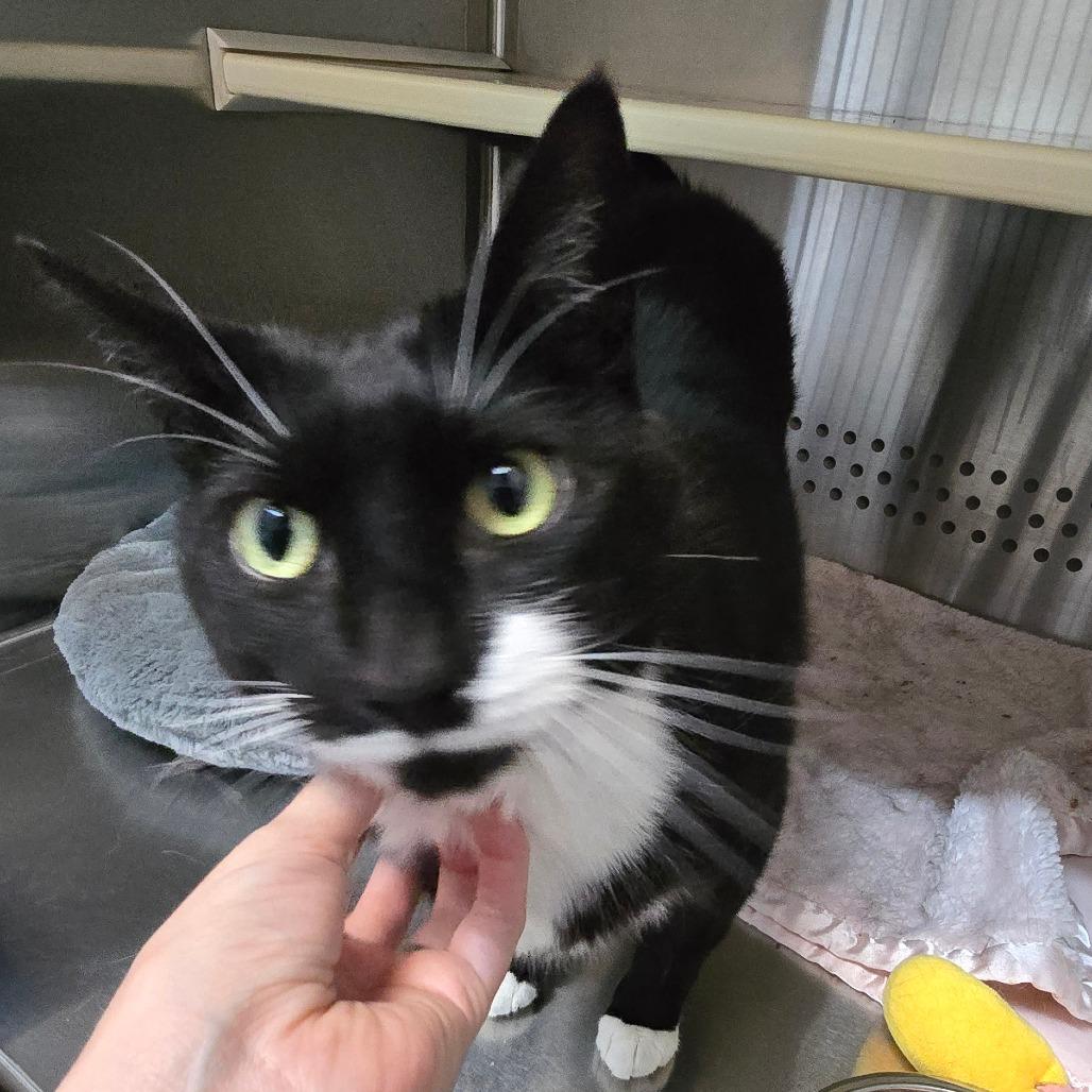 Enlarge Raven "Reese", a Adoptable Domestic Short Hair in Denver, CO image 1/6