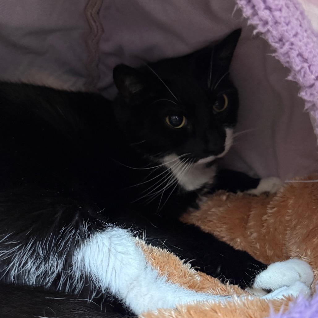 Enlarge Raven "Reese", a Adoptable Domestic Short Hair in Denver, CO image 2/6