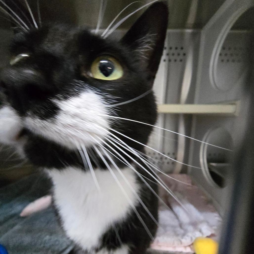Enlarge Raven "Reese", a Adoptable Domestic Short Hair in Denver, CO image 3/6