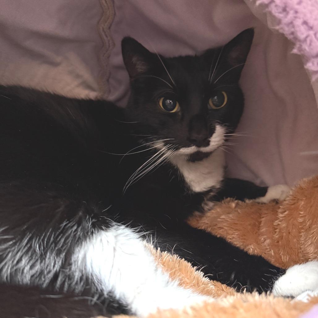 Enlarge Raven "Reese", a Adoptable Domestic Short Hair in Denver, CO image 4/6