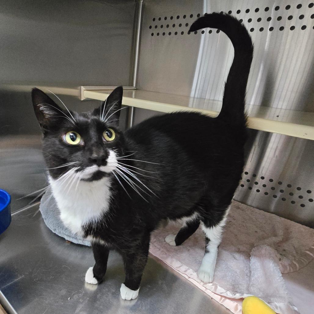 Enlarge Raven "Reese", a Adoptable Domestic Short Hair in Denver, CO image 5/6