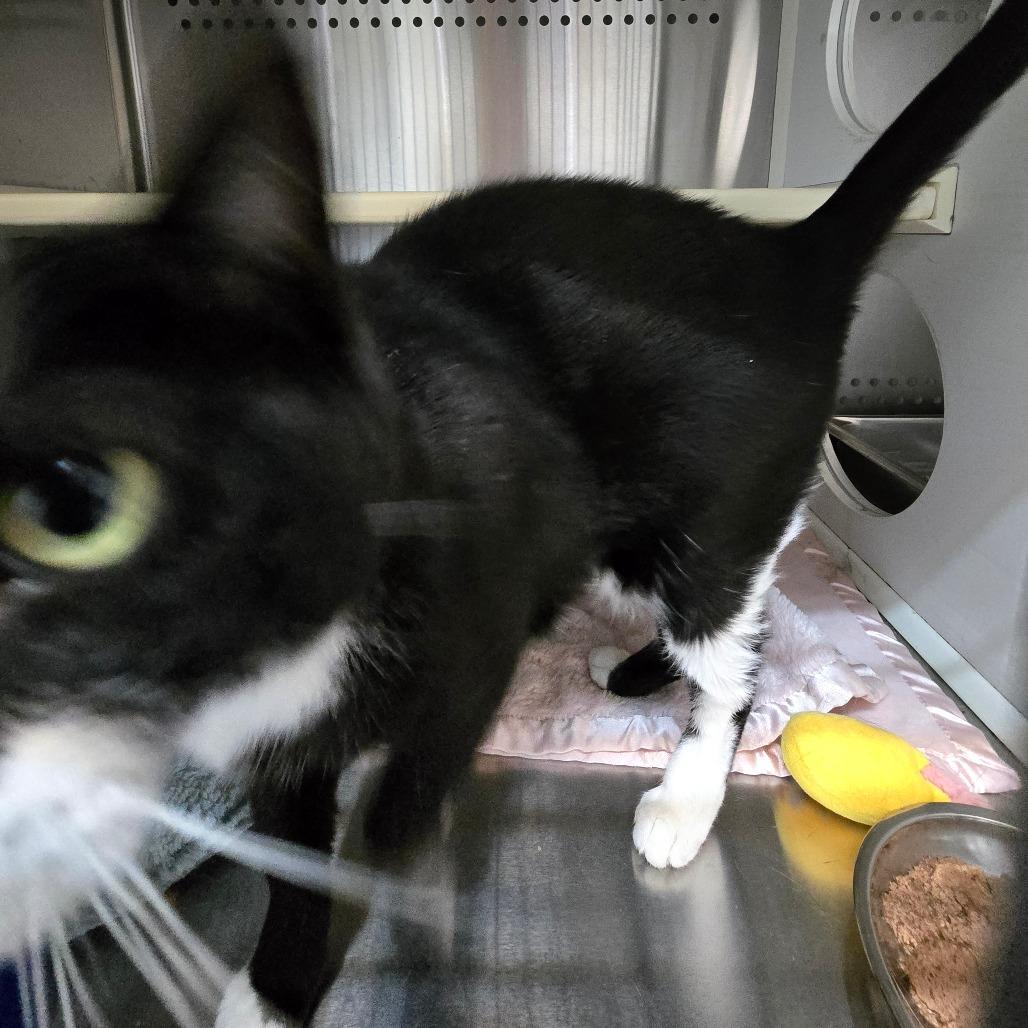 Enlarge Raven "Reese", a Adoptable Domestic Short Hair in Denver, CO image 6/6