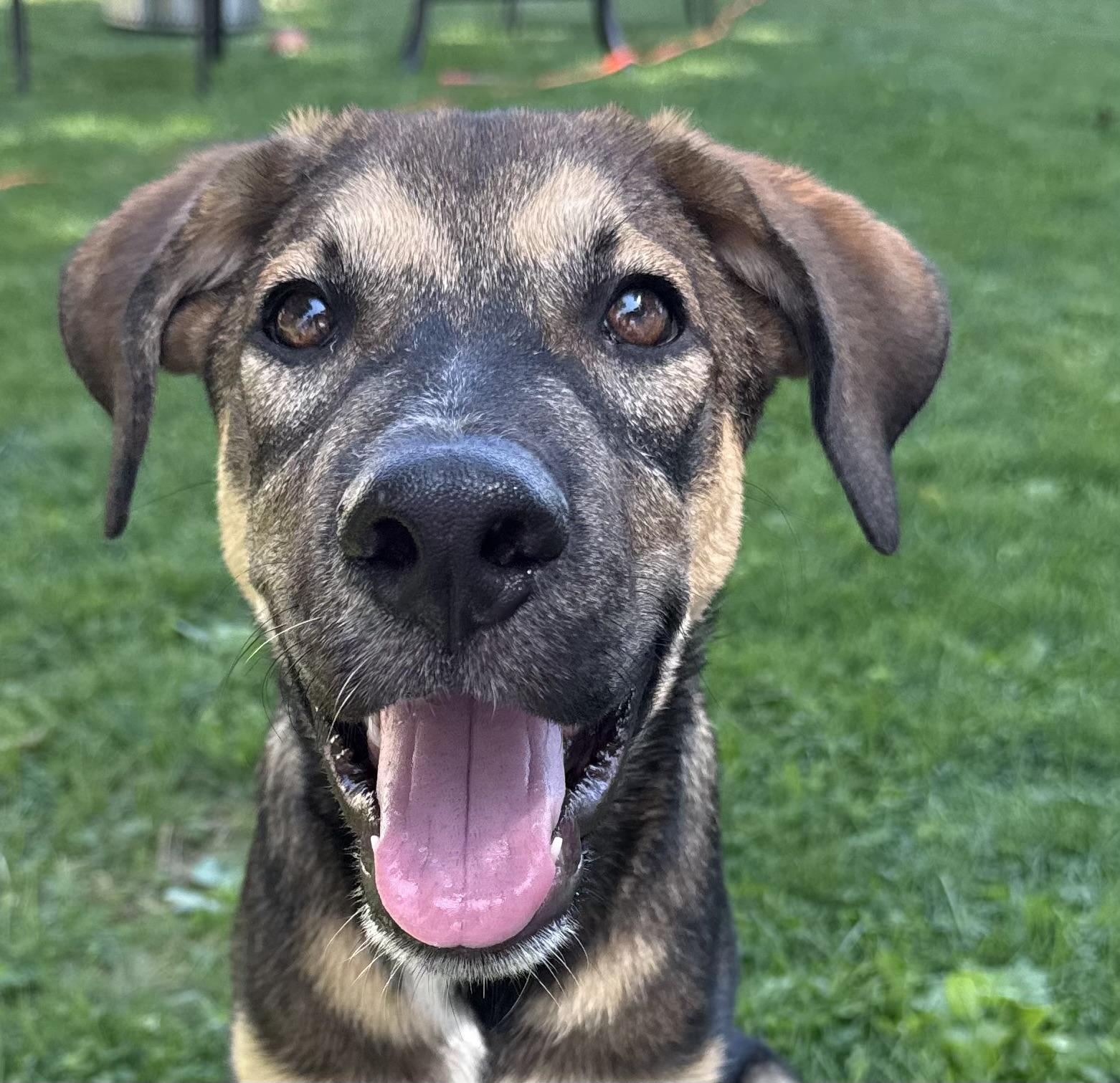 Pretzel! Sweet and cuddly!, a Adopted mixed breed in Cambridge, MA image 1/6