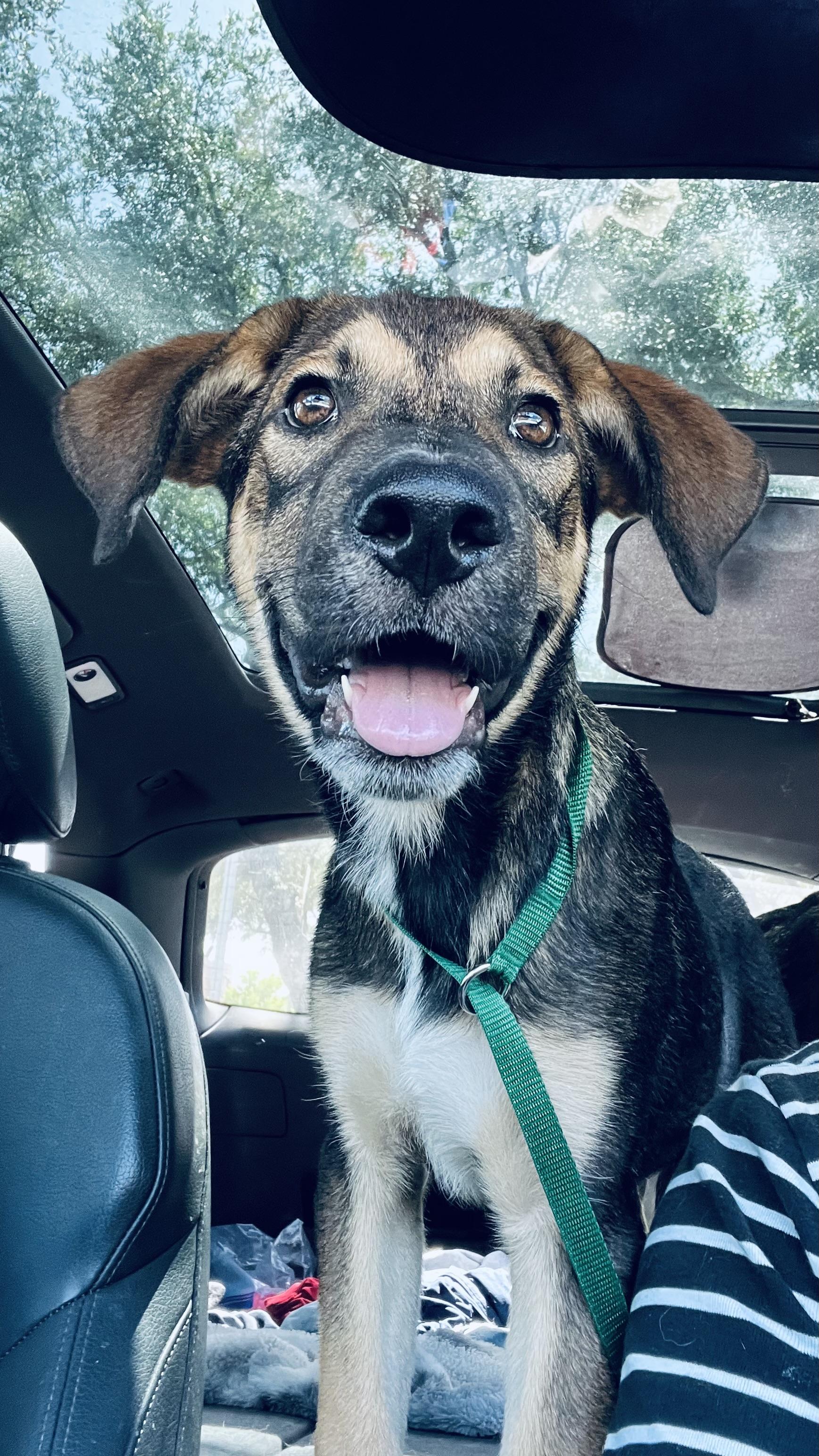 Pretzel! Sweet and cuddly!, a Adopted mixed breed in Cambridge, MA image 2/6