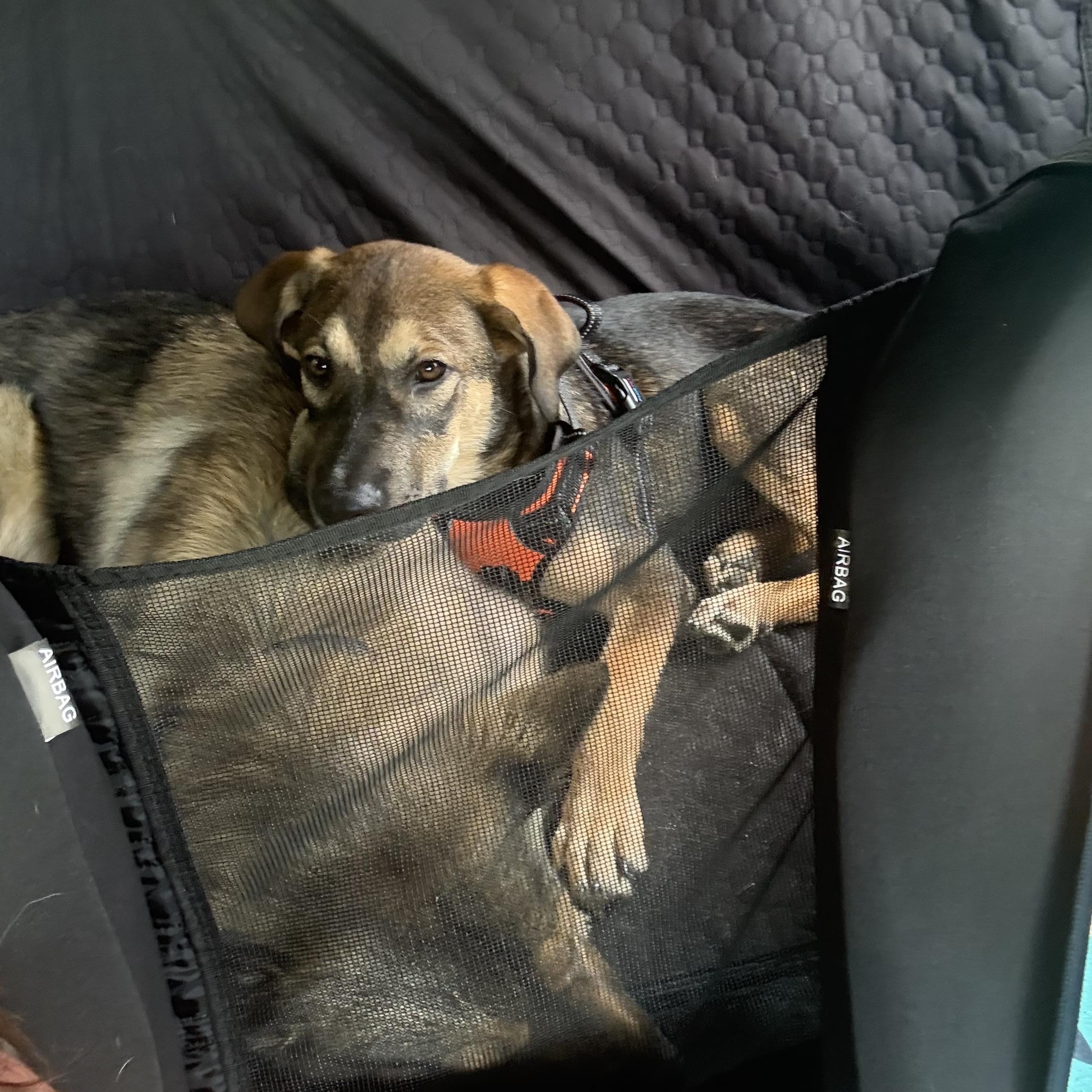 Pretzel! Sweet and cuddly!, a Adopted mixed breed in Cambridge, MA image 3/6