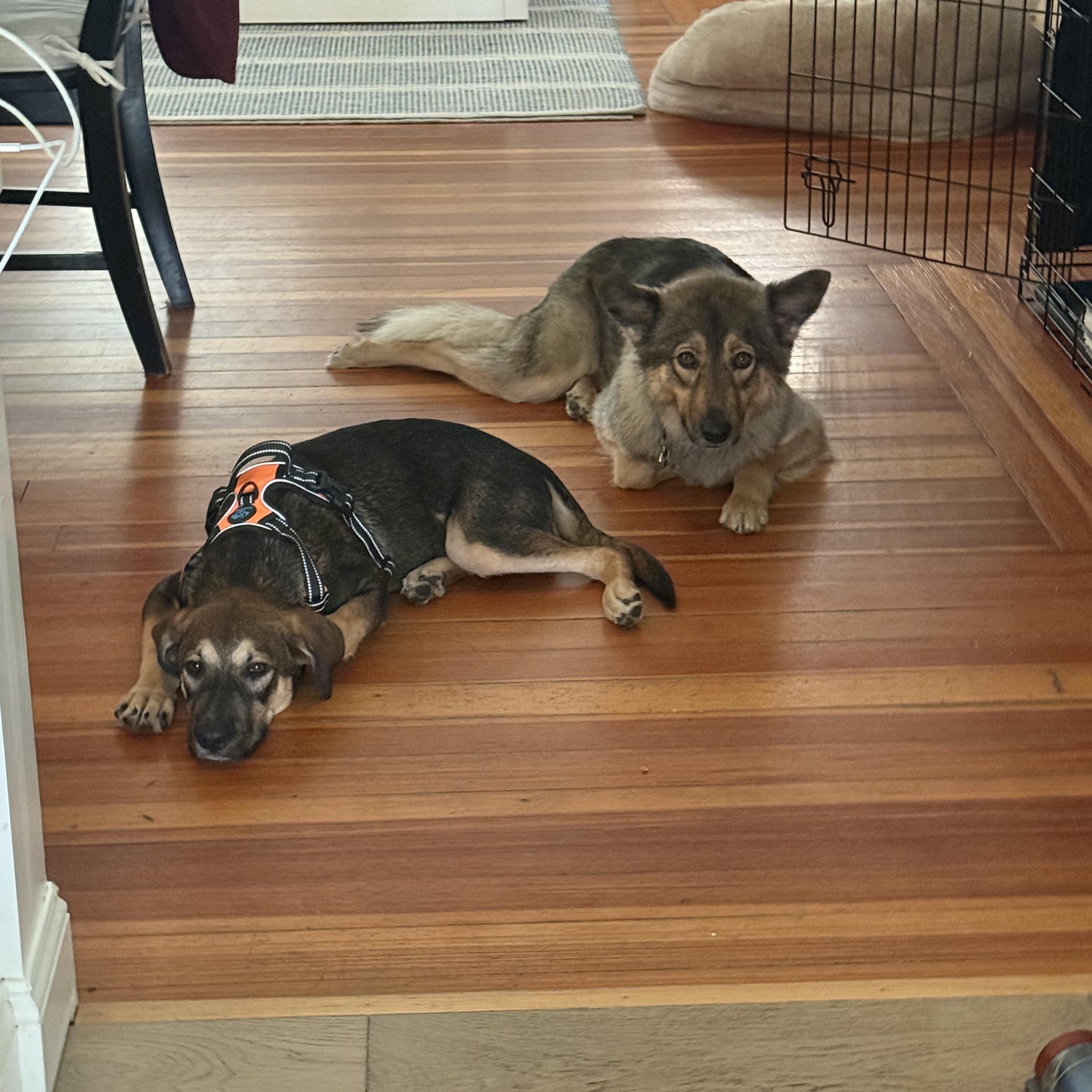 Pretzel! Sweet and cuddly!, a Adopted mixed breed in Cambridge, MA image 4/6