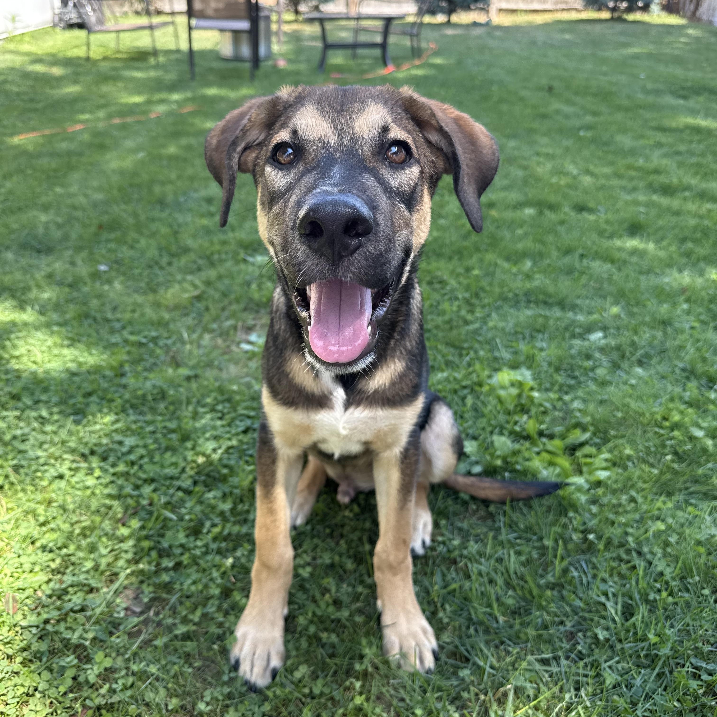 Pretzel! Sweet and cuddly!, a Adopted mixed breed in Cambridge, MA image 5/6