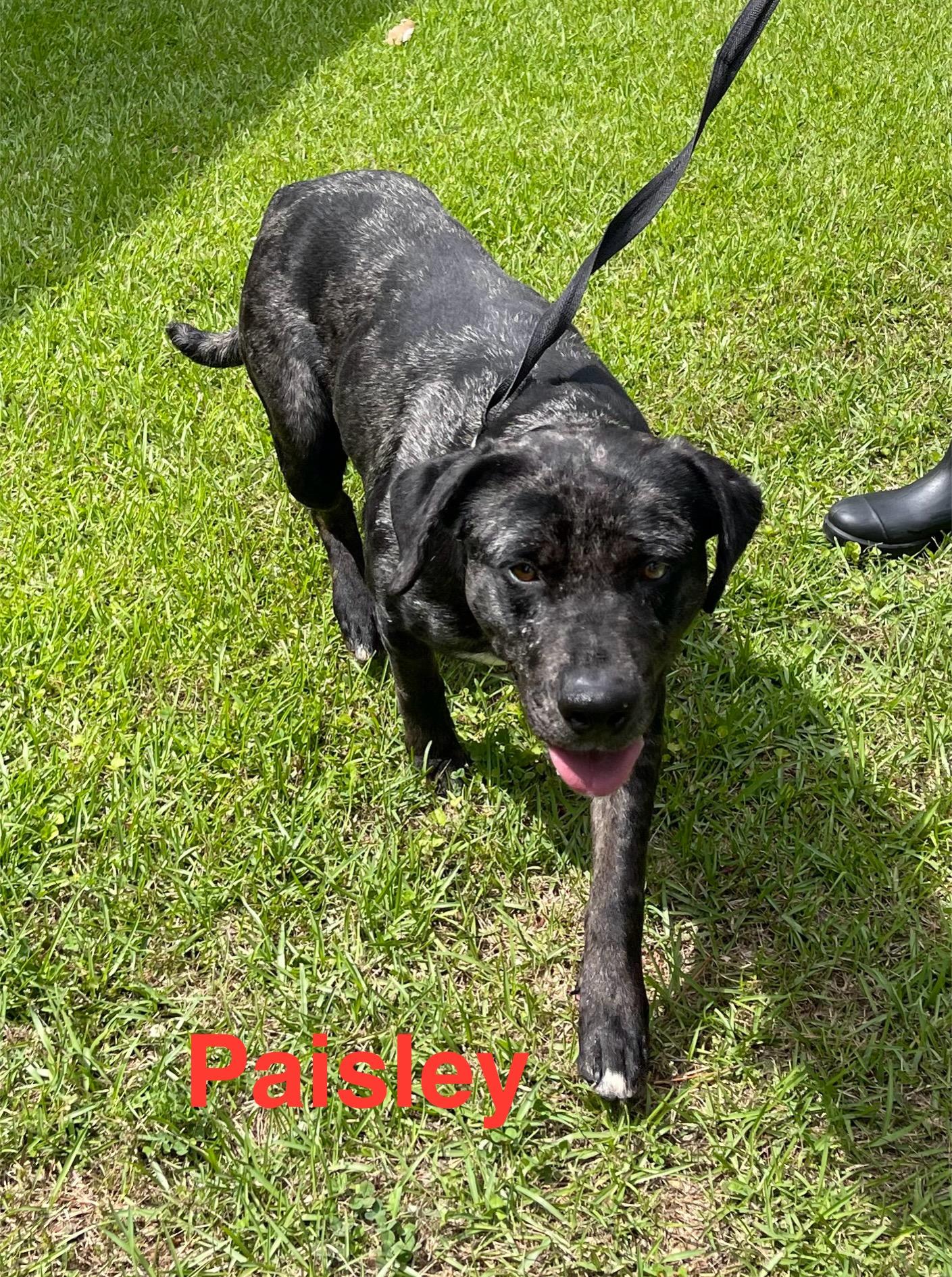 Paisley, Adult Female Catahoula Leopard Dog