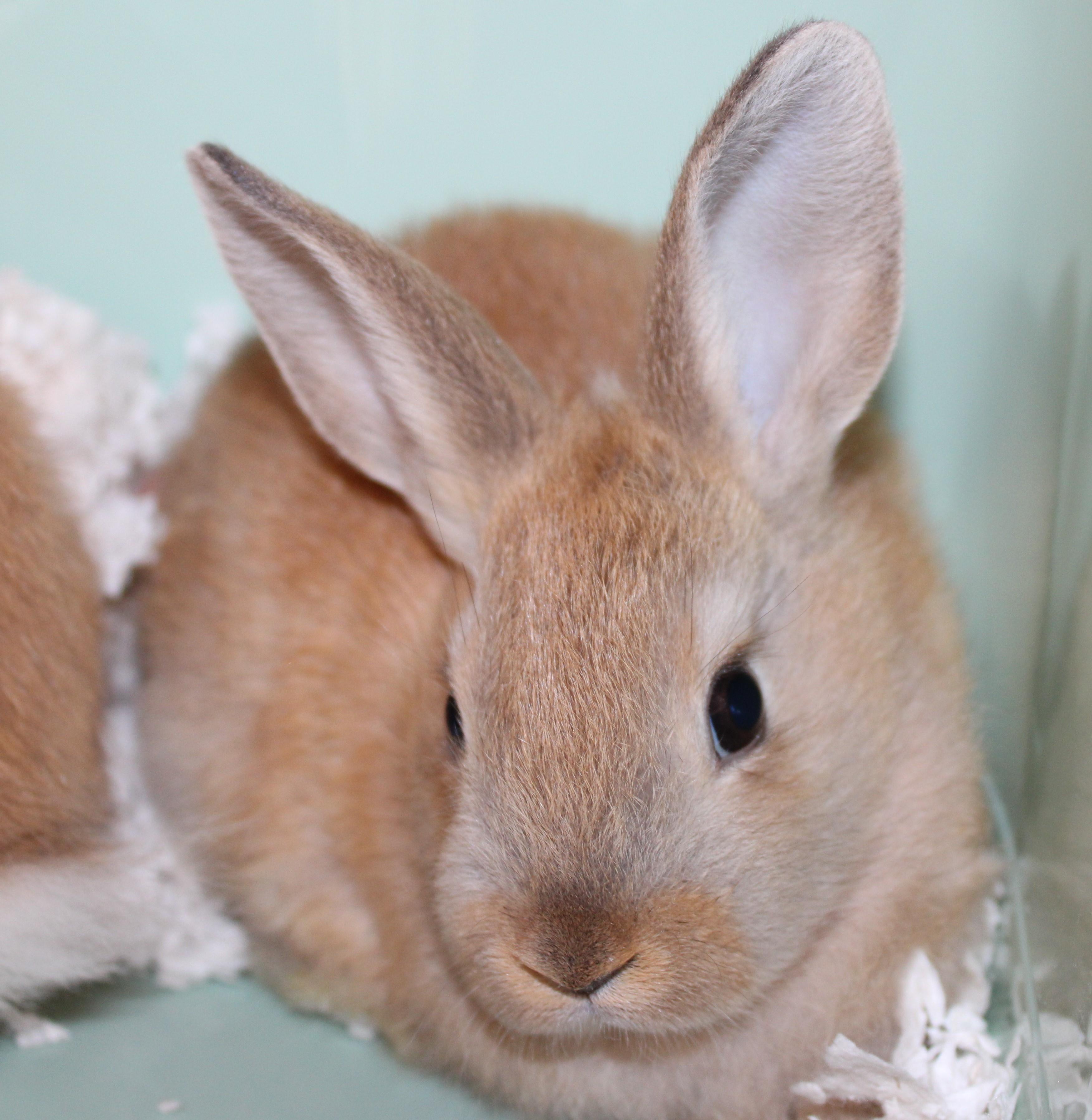 Enlarge Saffron, a Adopted Bunny Rabbit in Mississauga, ON image 1/2