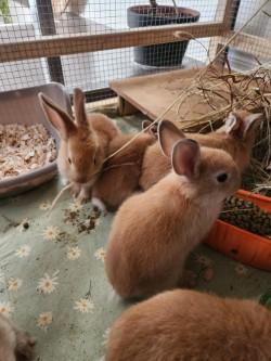 Enlarge Saffron, a Adopted Bunny Rabbit in Mississauga, ON image 2/2