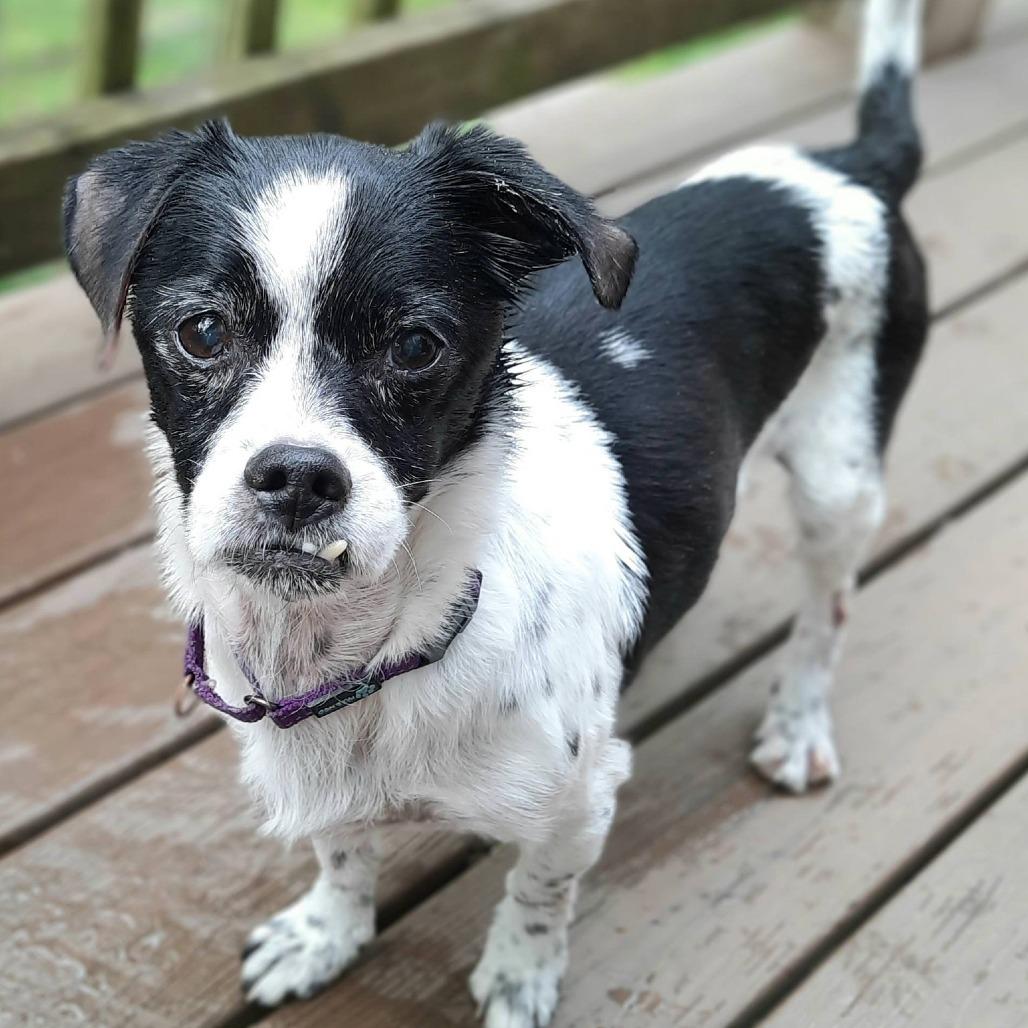 Norman, a Adoptable mixed breed in Olathe, KS image 1/6