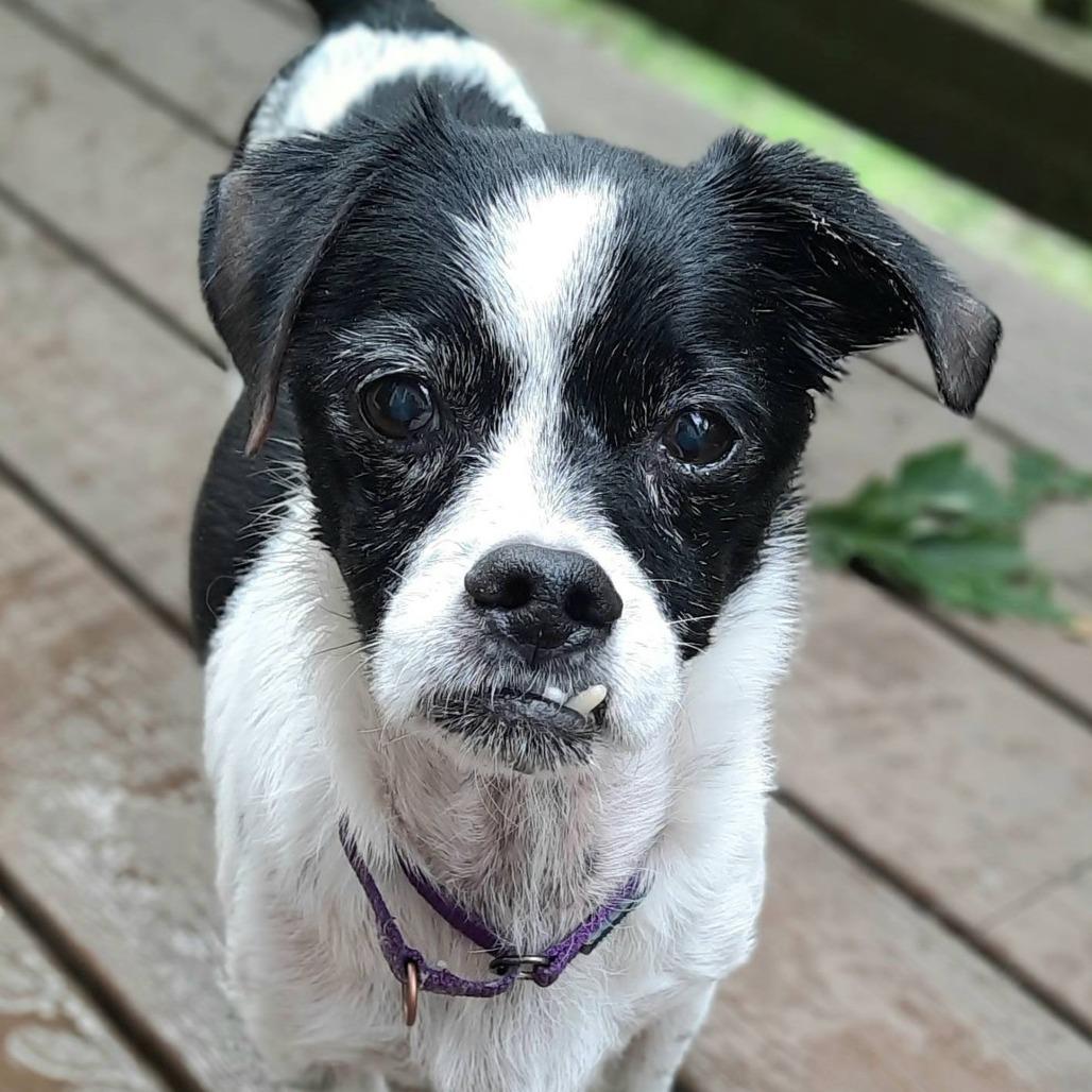 Norman, a Adoptable mixed breed in Olathe, KS image 2/6