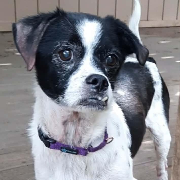Norman, a Adoptable mixed breed in Olathe, KS image 3/6