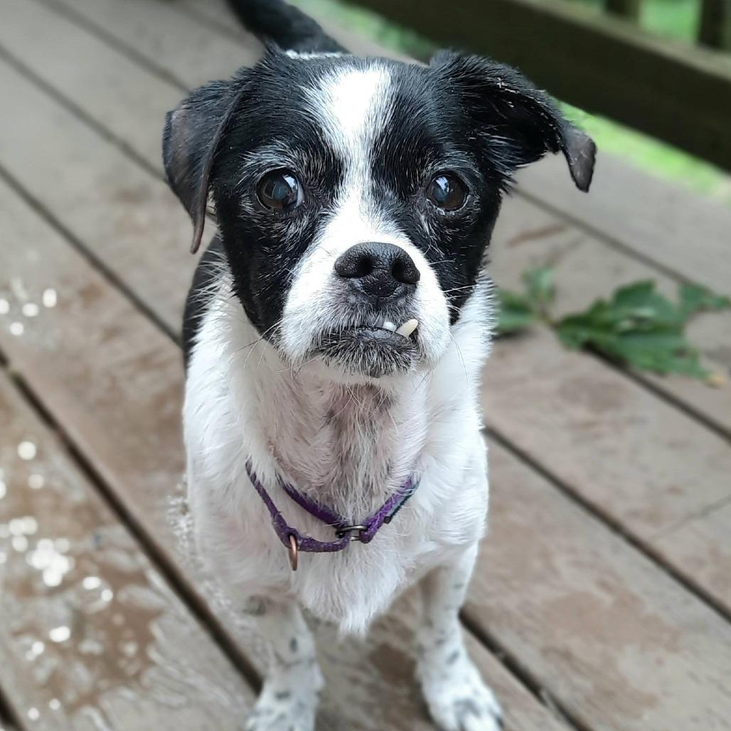Norman, a Adoptable mixed breed in Olathe, KS image 4/6