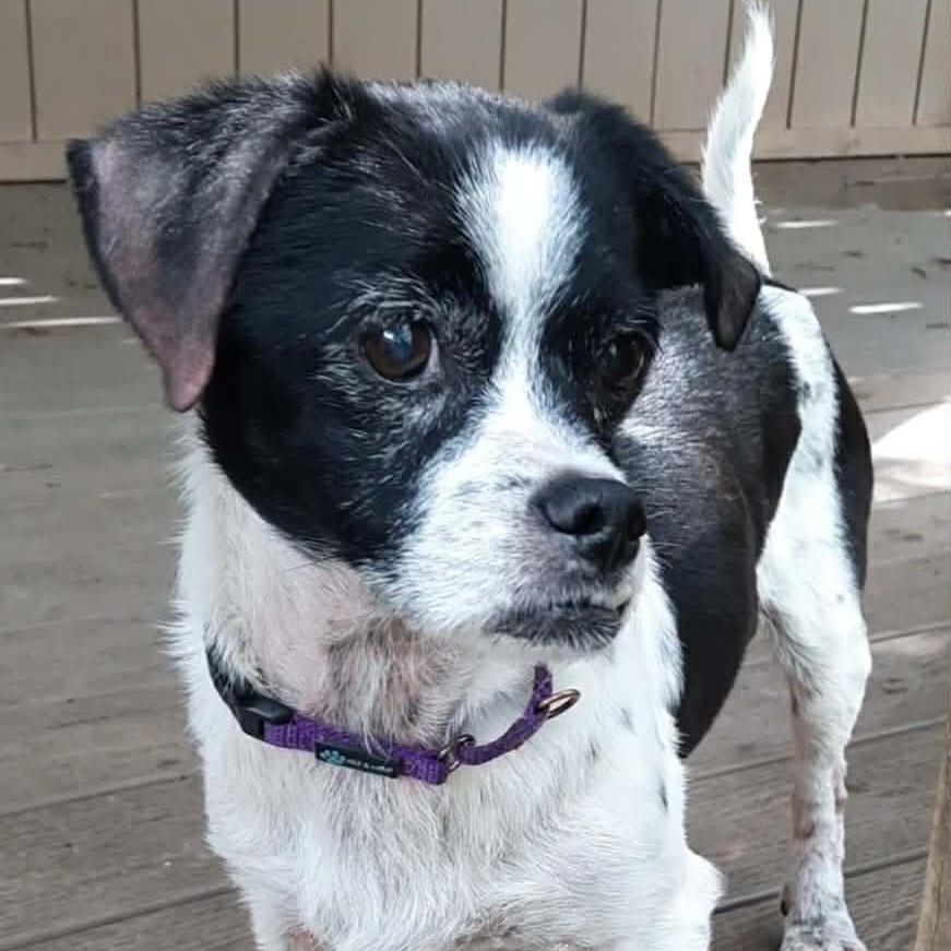 Norman, a Adoptable mixed breed in Olathe, KS image 5/6