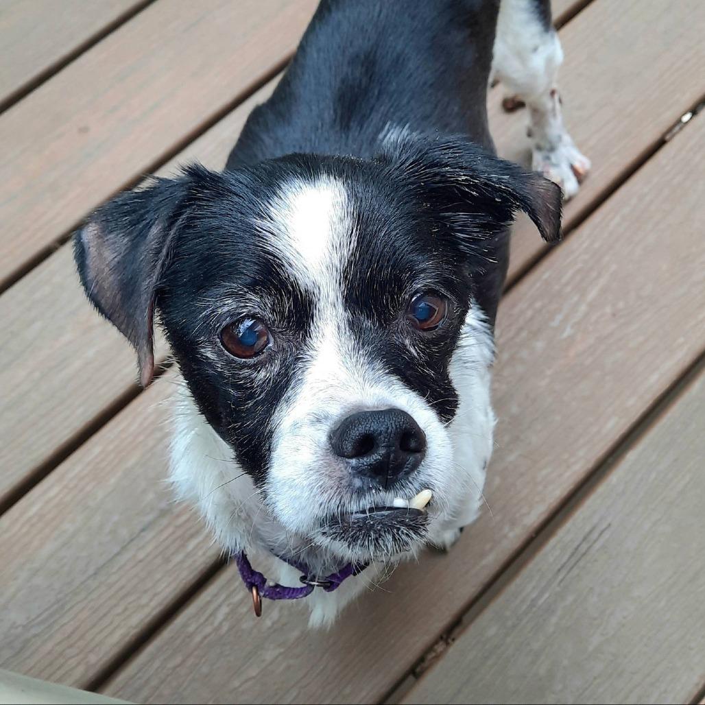 Norman, a Adoptable mixed breed in Olathe, KS image 6/6