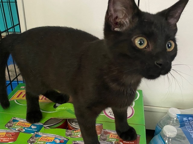 Enlarge DARCY, a Adoptable Domestic Short Hair in Millerstown, PA image 5/6