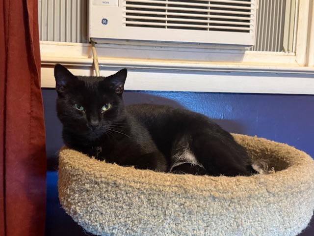 Enlarge DARCY, a Adoptable Domestic Short Hair in Millerstown, PA image 2/6