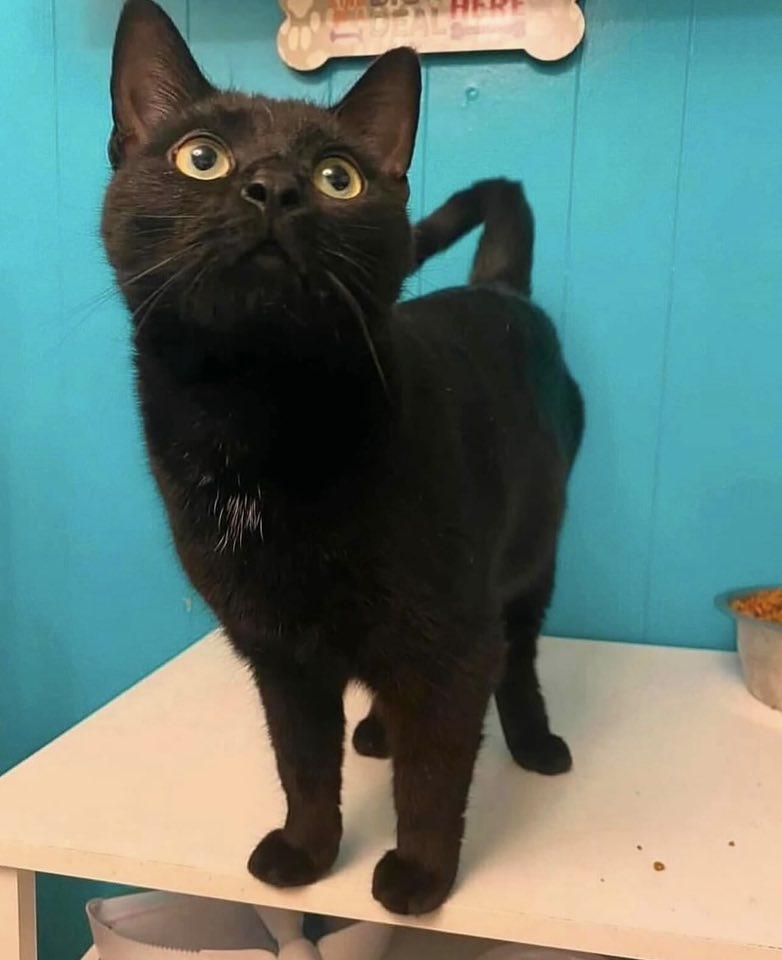 Enlarge DARCY, a Adoptable Domestic Short Hair in Millerstown, PA image 3/6