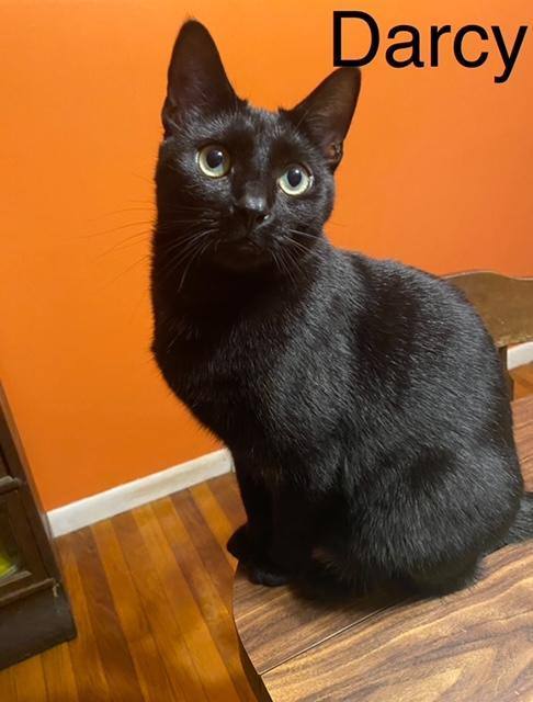 Enlarge DARCY, a Adoptable Domestic Short Hair in Millerstown, PA image 1/6