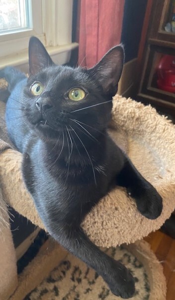 Enlarge DARCY, a Adoptable Domestic Short Hair in Millerstown, PA image 6/6