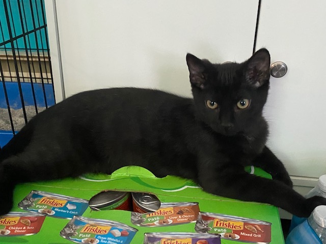 DARCY photo 2