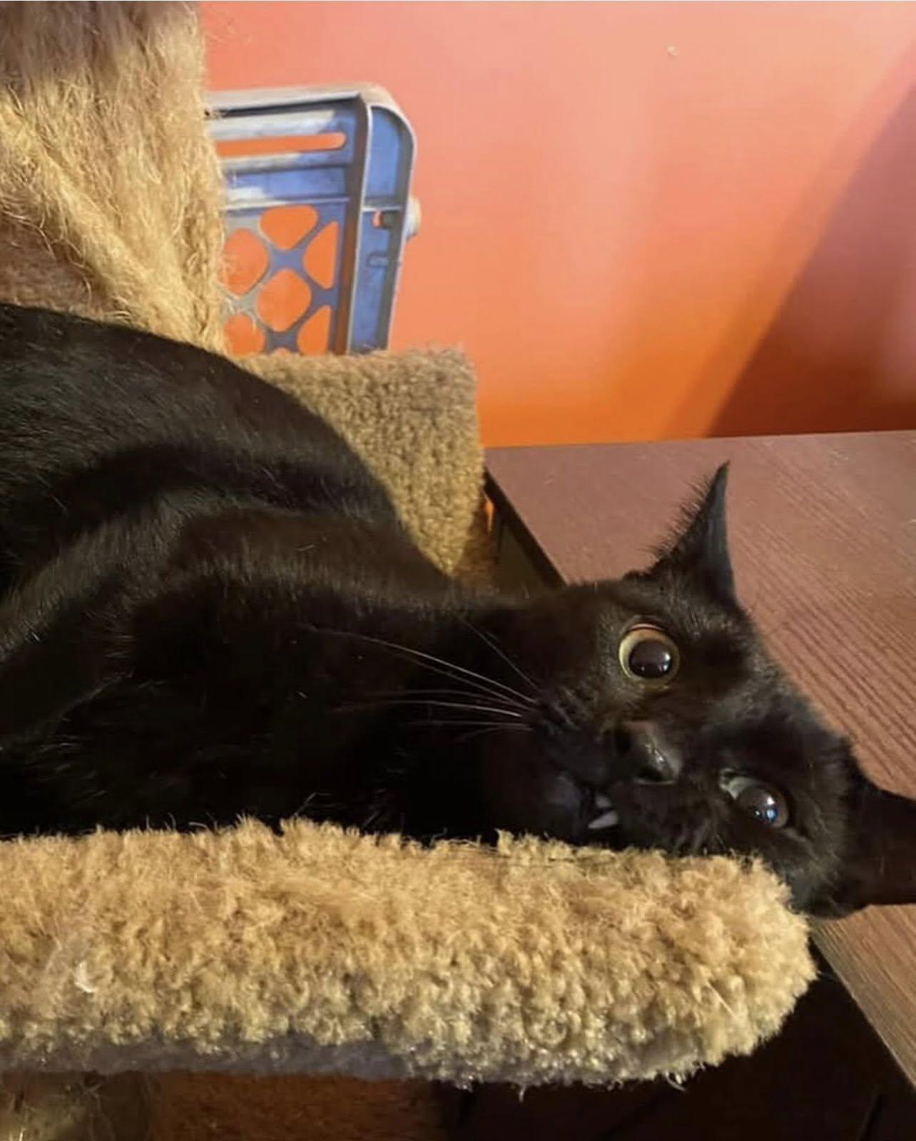 Enlarge DARCY, a Adoptable Domestic Short Hair in Millerstown, PA image 4/6