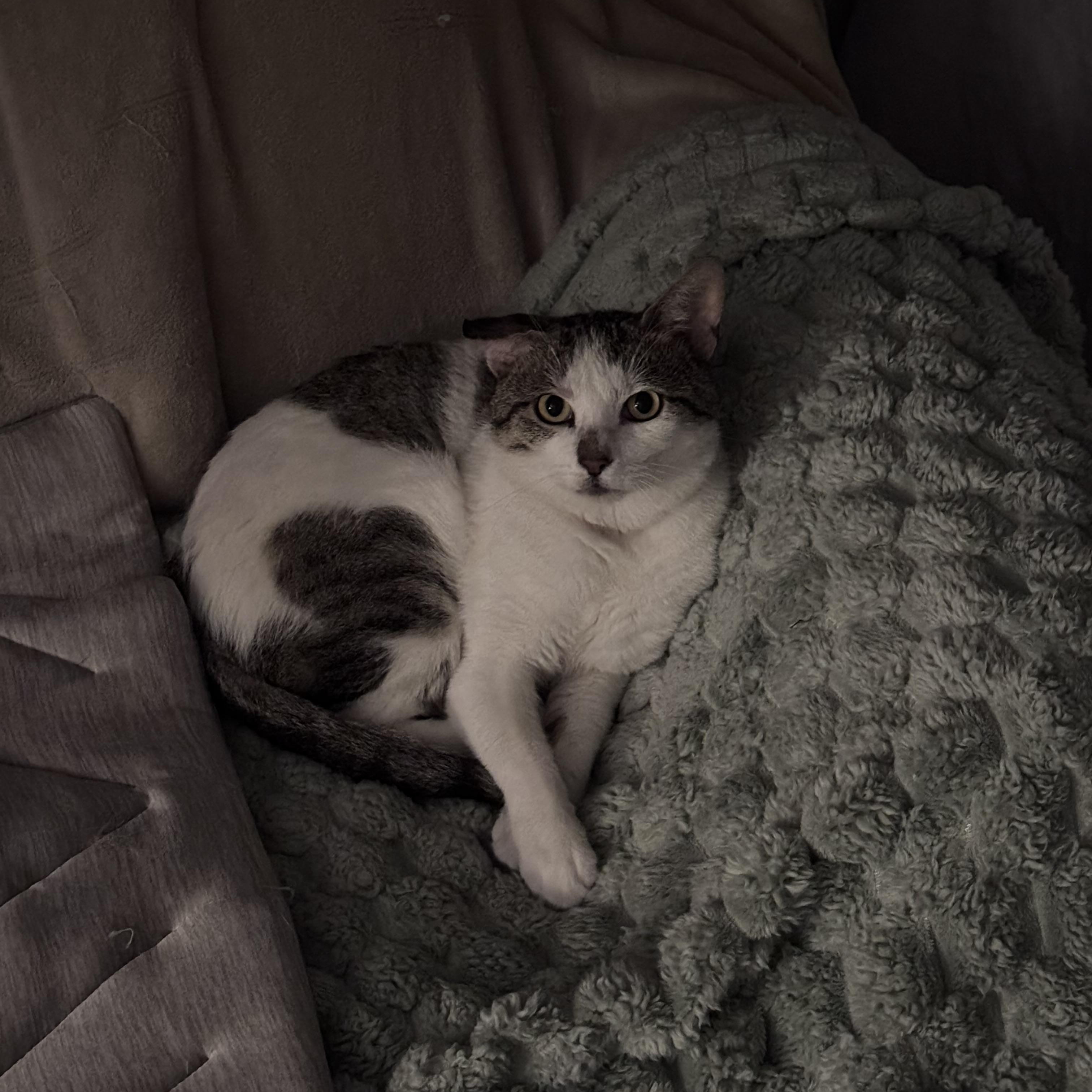 Matthew, a ADOPTABLE Domestic Short Hair in brooklyn, NY image 3/3