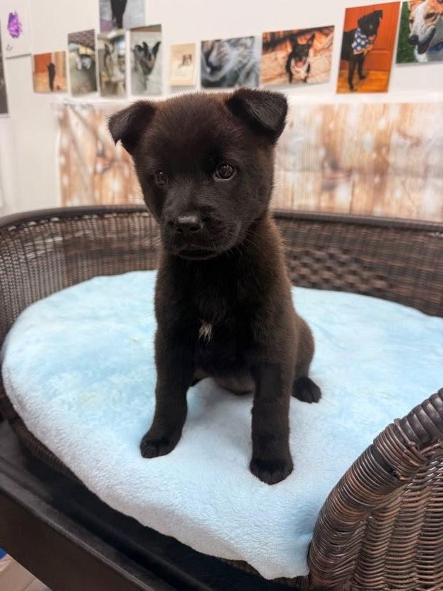 Primrose, a Adoptable mixed breed in Neillsville, WI image 1/3
