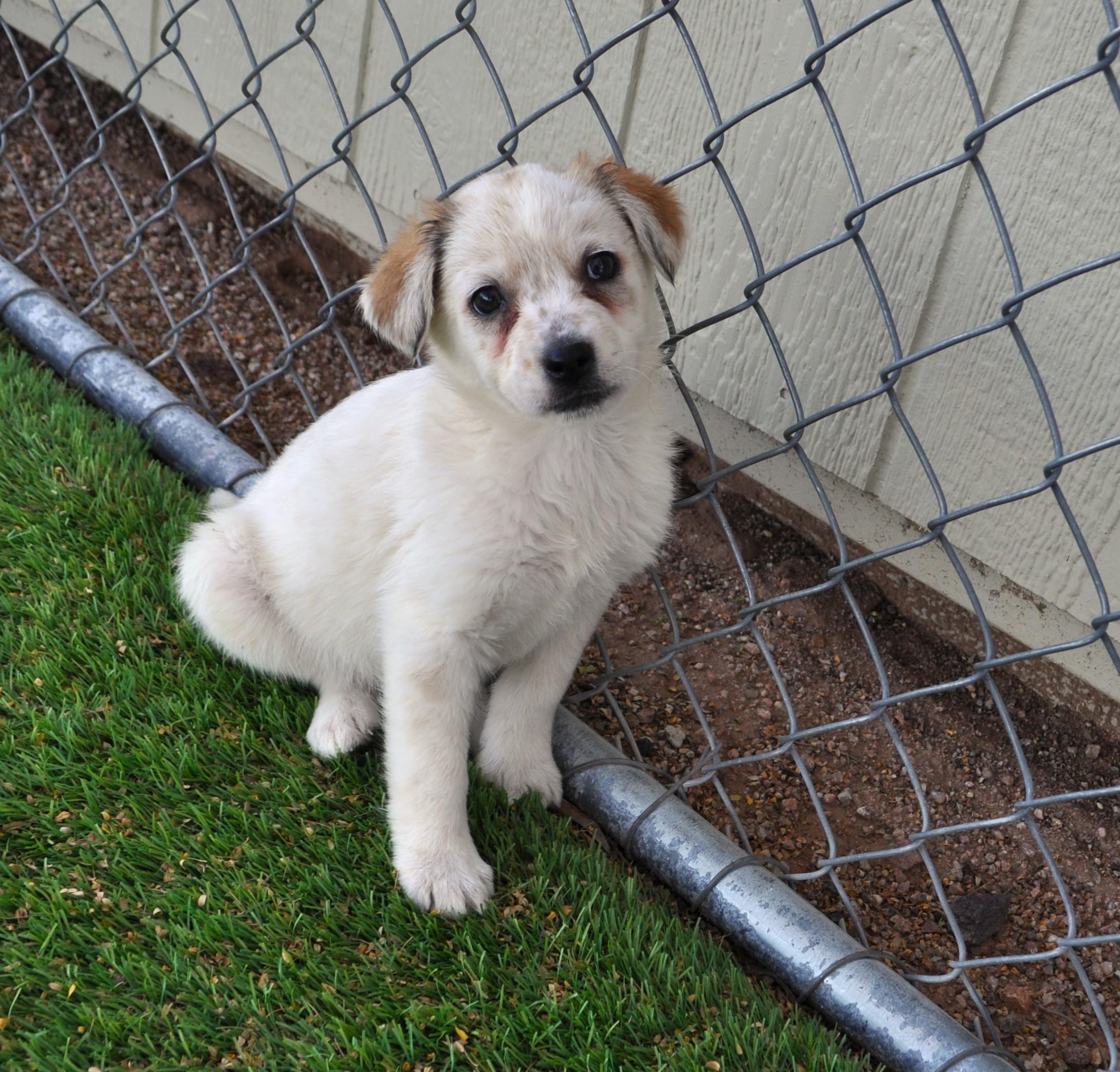 Enlarge Sparkle, an adopted mixed breed in Apache Junction, AZ image 3/5