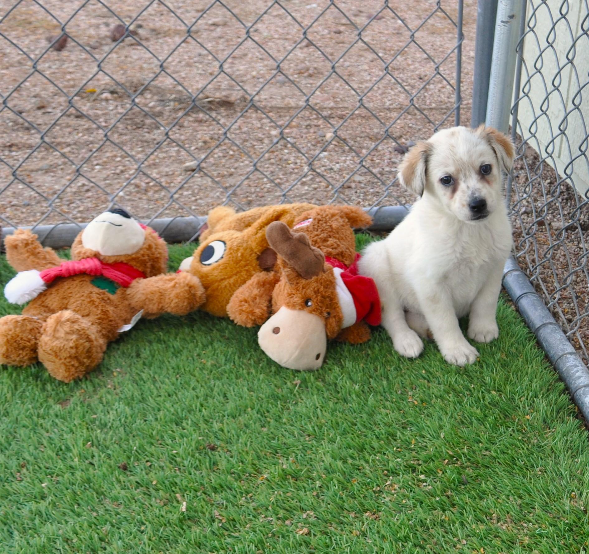 Sparkle, adopted, Puppy Female Border Collie & Cattle Dog.