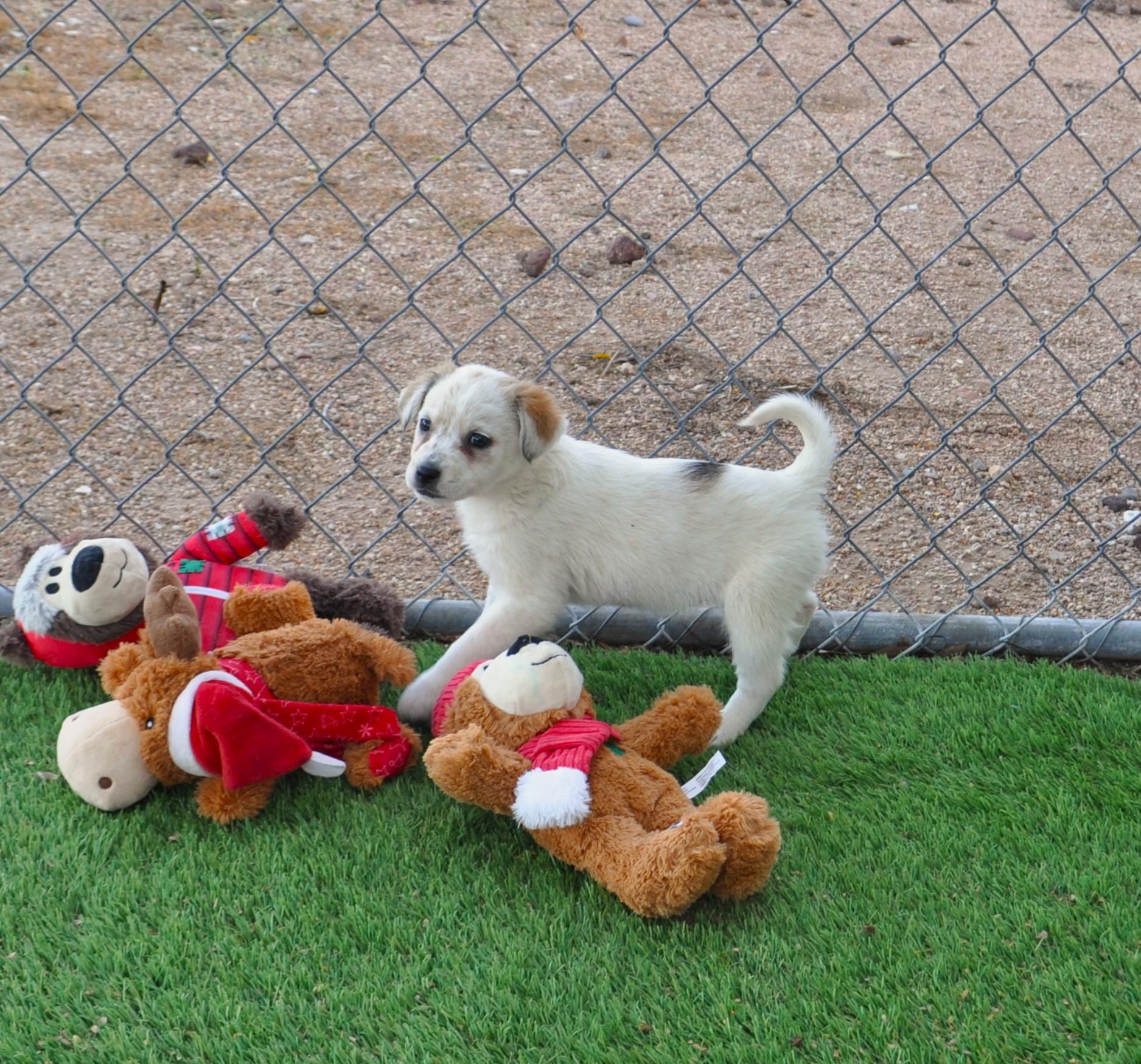Enlarge Sparkle, an adopted mixed breed in Apache Junction, AZ image 4/5