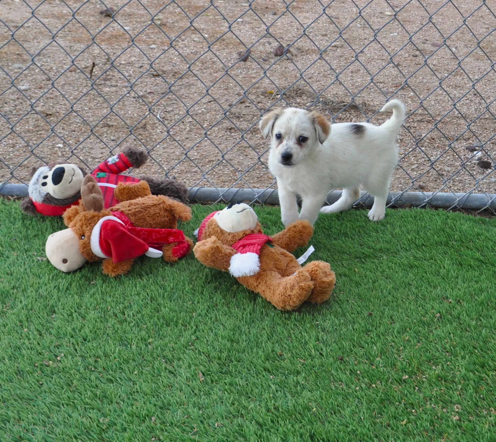 Enlarge Sparkle, an adopted mixed breed in Apache Junction, AZ image 5/5