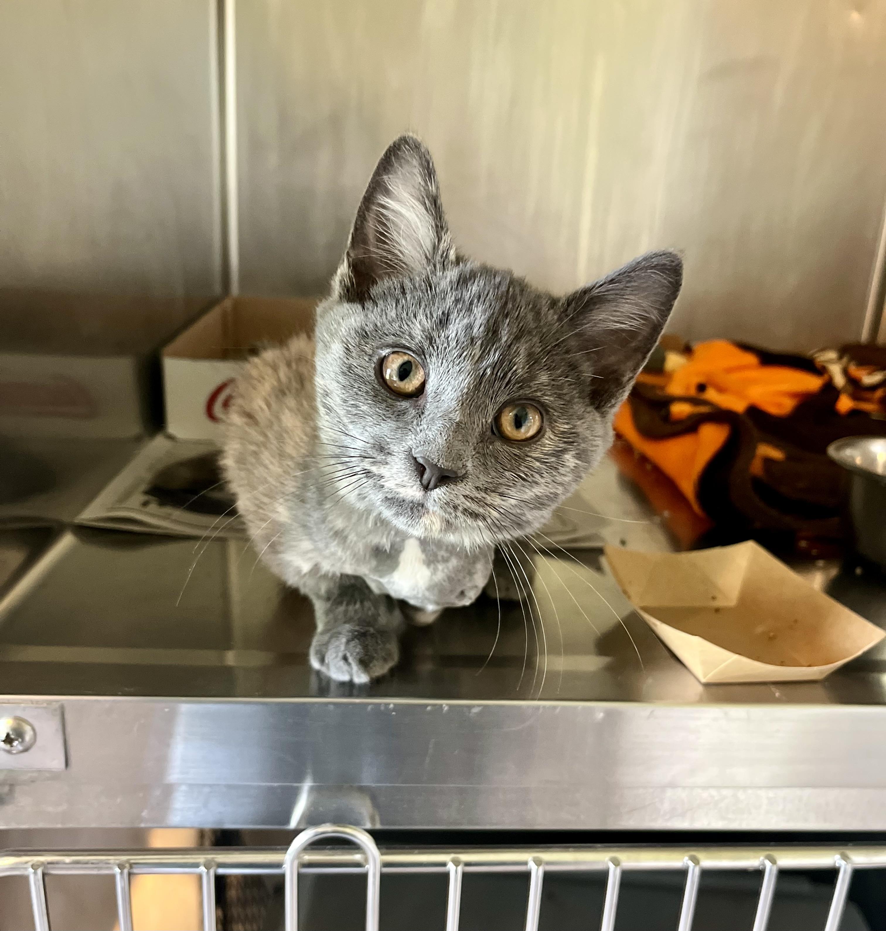 Cleo, adopted, Kitten Female Domestic Short Hair.