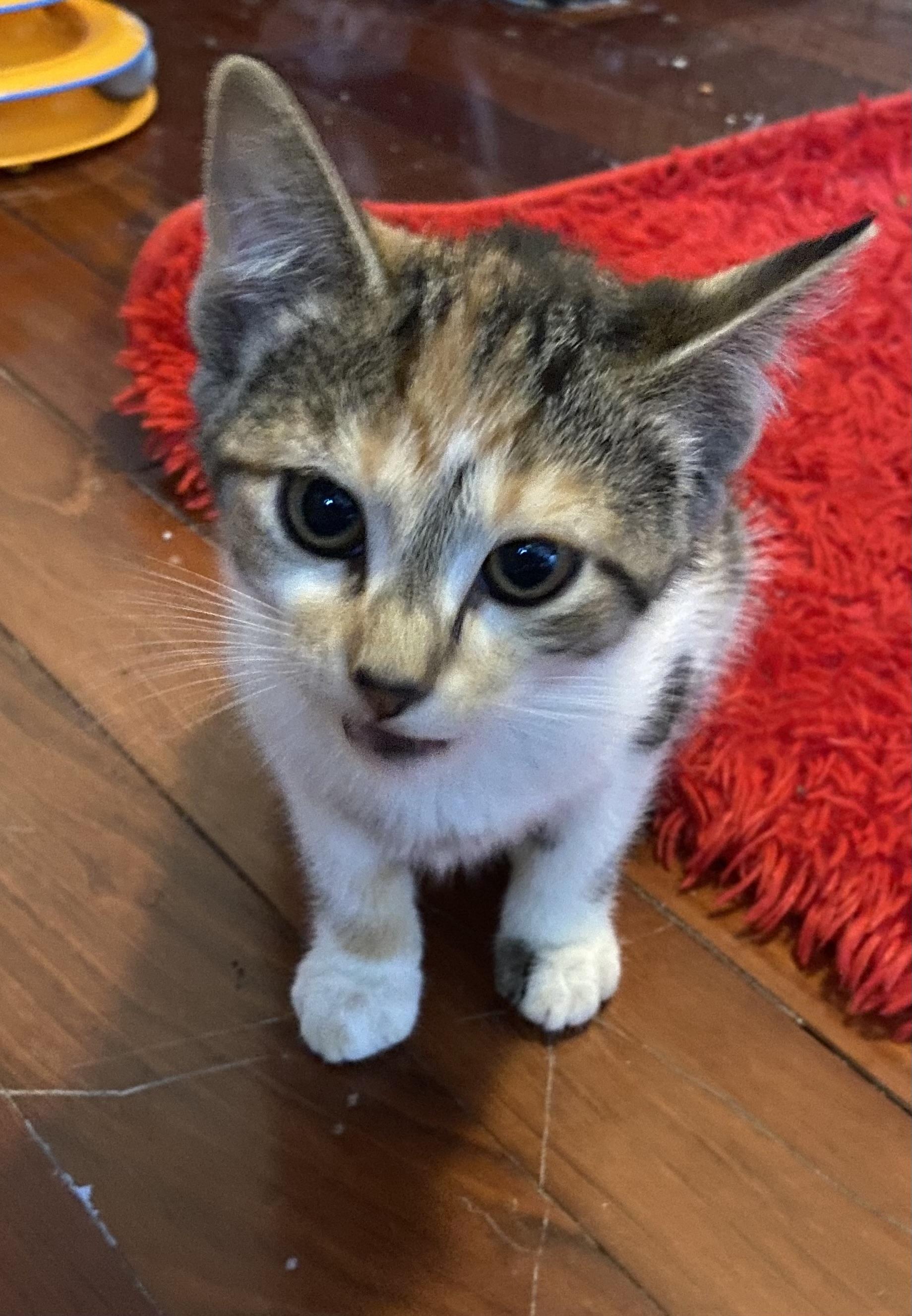 Chipmunk, a ADOPTABLE Domestic Short Hair in Port Washington, WI image 2/2