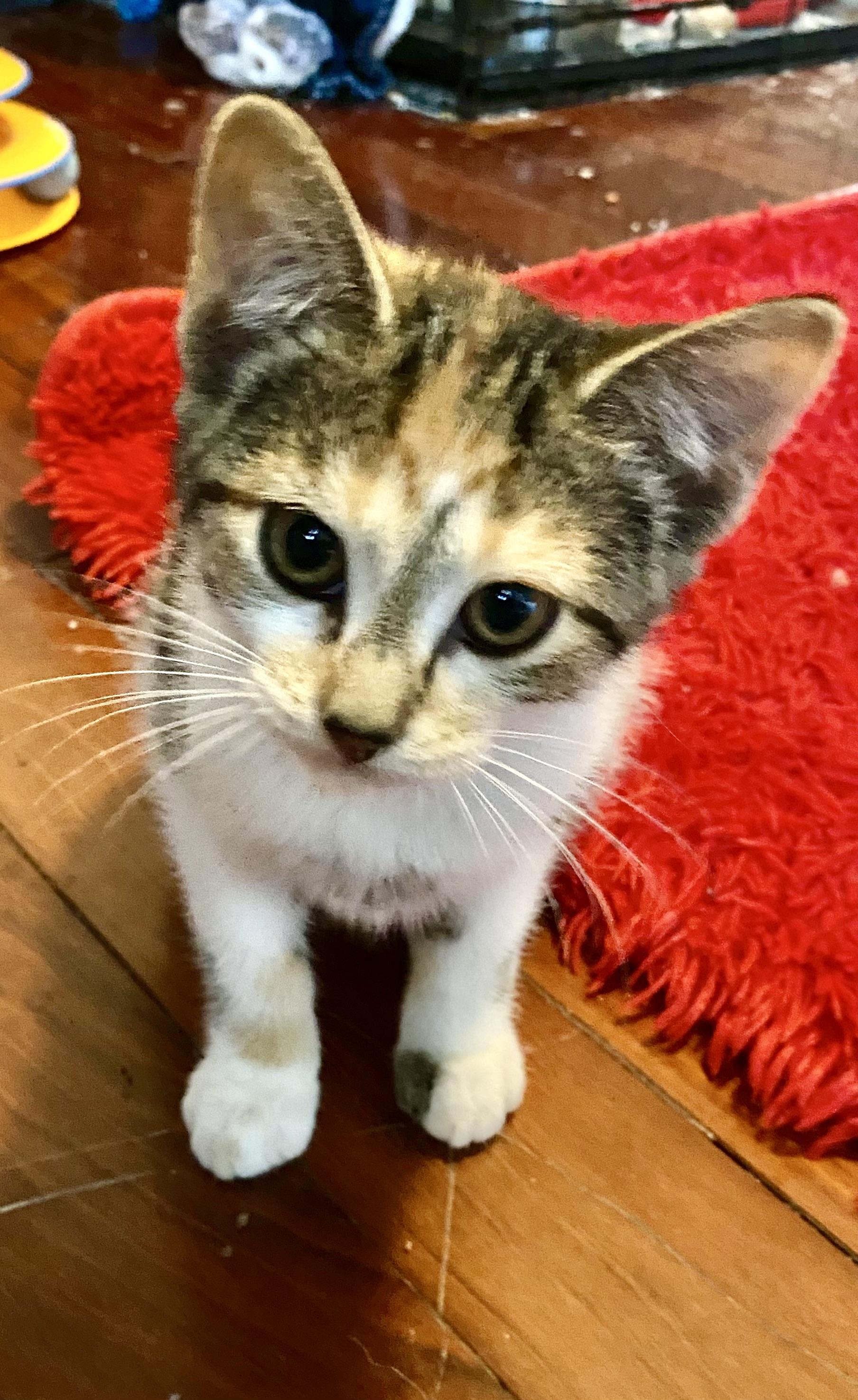 Chipmunk, ADOPTABLE, Kitten Female Domestic Short Hair.