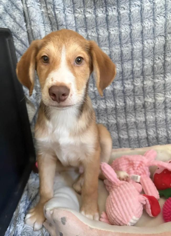 Rolo, Adoptable, Puppy Male Greater Swiss Mountain Dog.