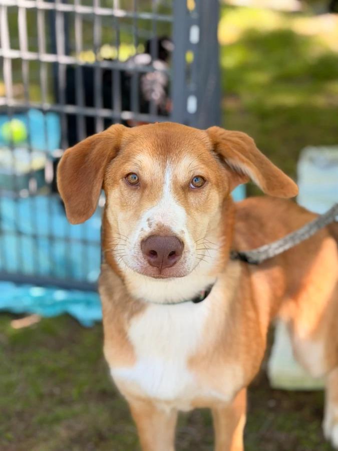Rolo, Adoptable, Puppy Male Greater Swiss Mountain Dog.