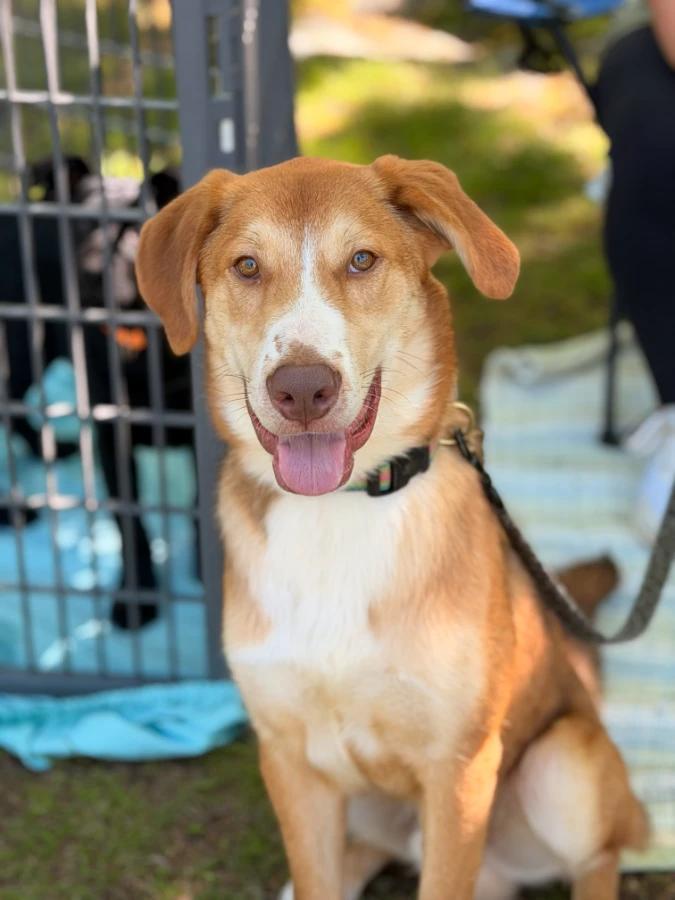 Rolo, a Adoptable Greater Swiss Mountain Dog in Lindenhurst, NY image 4/4